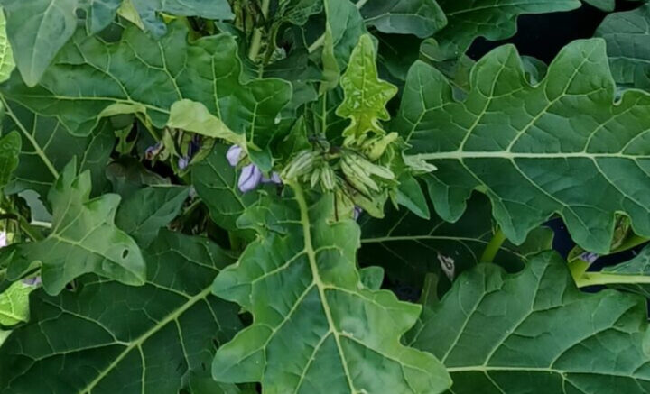 Feuilles d'aubergine (gboma, nkéa, etc.)