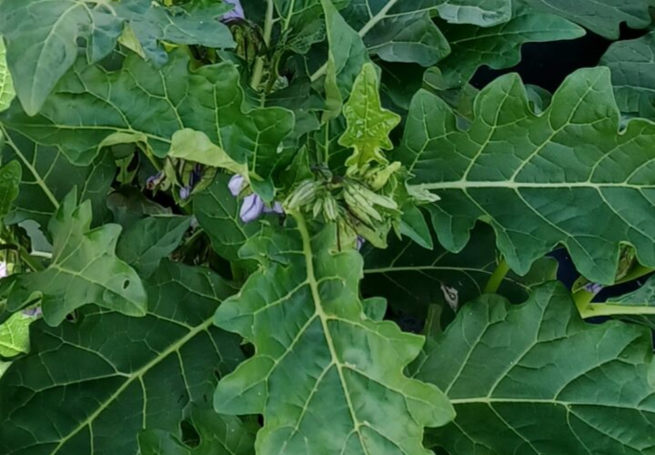 Feuilles d'aubergine (gboma, nkéa, etc.)
