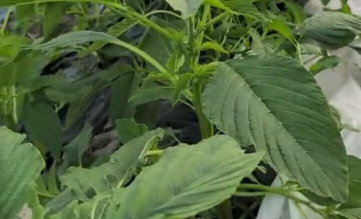 Amarante (folon, biteku teku, fontete…)