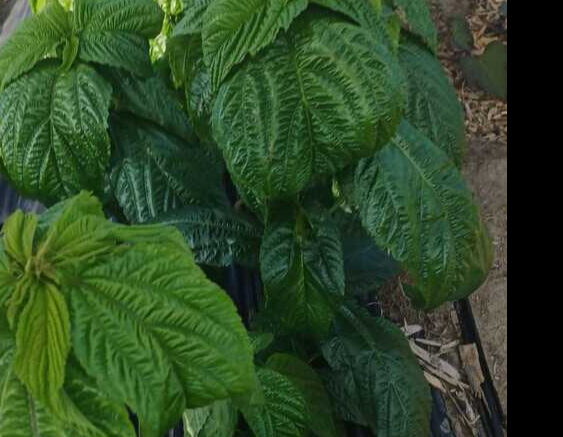 Corète potagère (ademe, crincrin, kplala, kelenkele…)