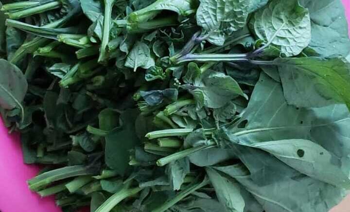 Morelle noire (bilolo, zom, bâam, village vegetables, etc.)