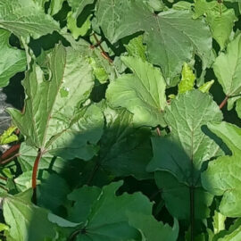 Feuilles d'oseille (ngai ngai, gnanto…)