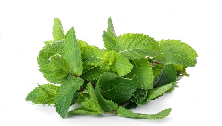 Scent leaves (masepo, massep, efinrin, daidoya…)