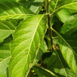 Ndolè (sweet bitter leaves)