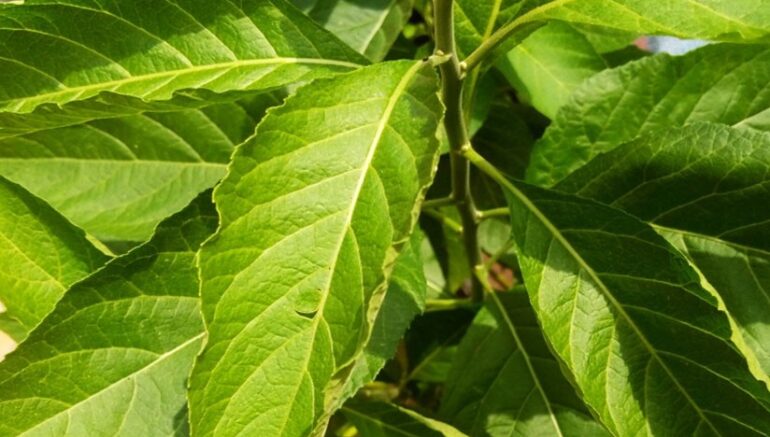 Ndolè (sweet bitter leaves)