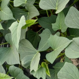 Feuille de patate (matembele…)