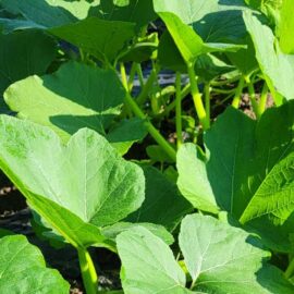 Feuilles de courges